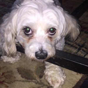 Meet your Posher, Stacey